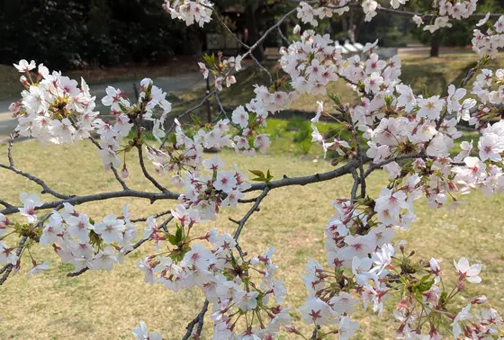 3月30日の桜
