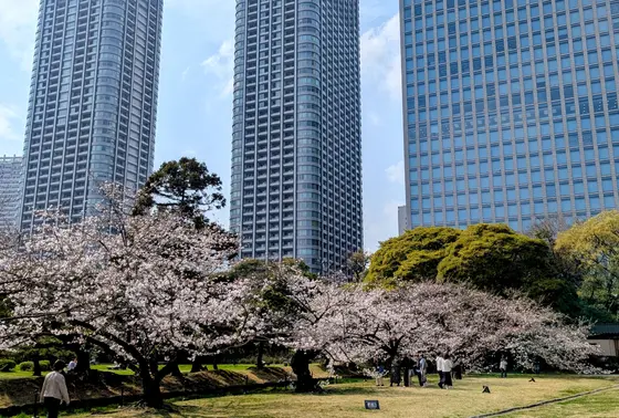 ｢中の御門｣近くの桜