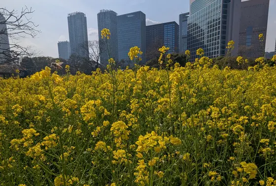 菜の花のお花畑