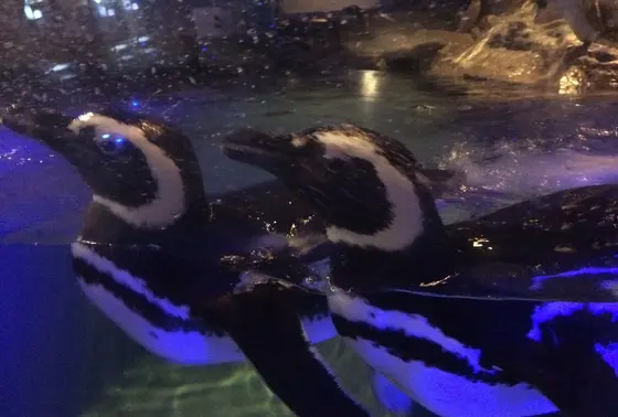 ペンギンたちとの距離が近い♡