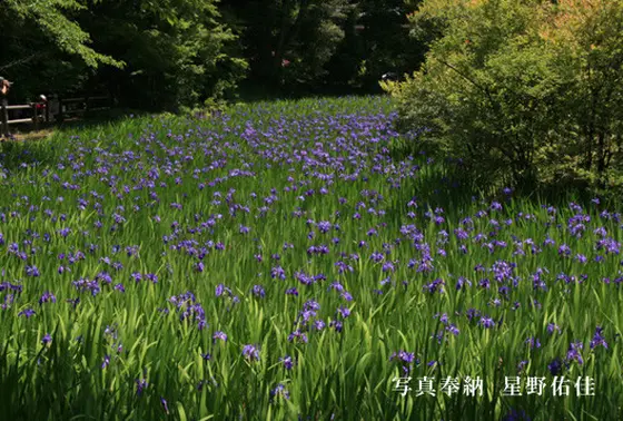 カキツバタの時期には…！