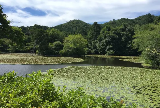 鏡容池