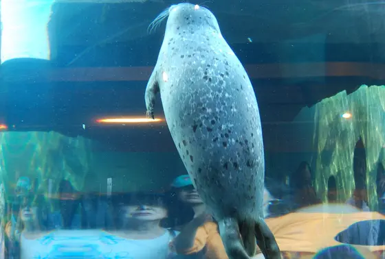 すすすいーっと泳ぐあざらし
