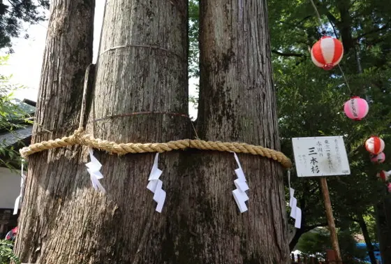 氷川３本杉