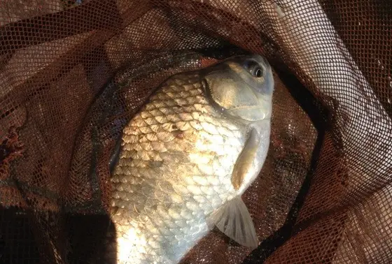 ヘラブナ釣り