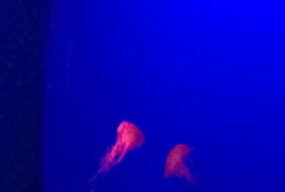 アカクラゲ