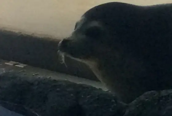 アザラシ