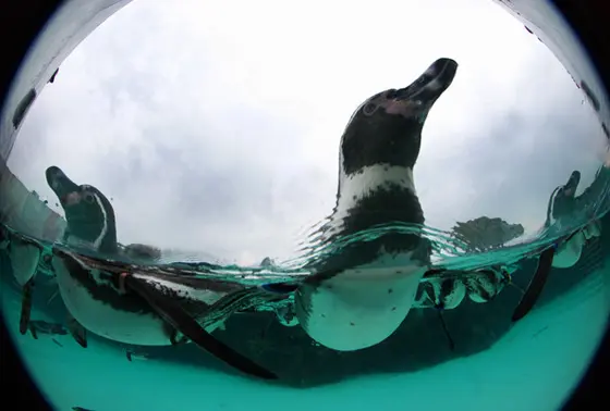 ペンギンだって