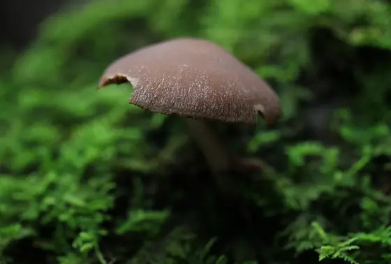 ムササビタケ