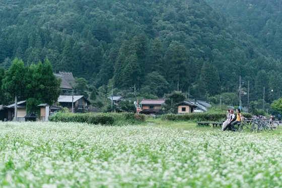 見ごろの時期とおすすめの時間帯