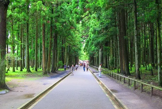 瑞巌寺 杉