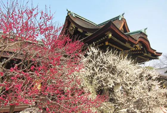 紅梅 白梅