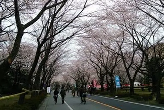 木のアーチ