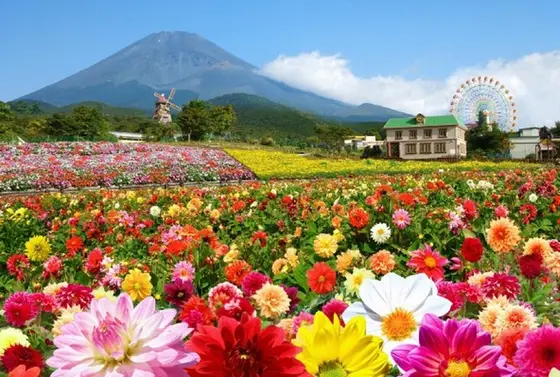 「天空のダリアまつり」