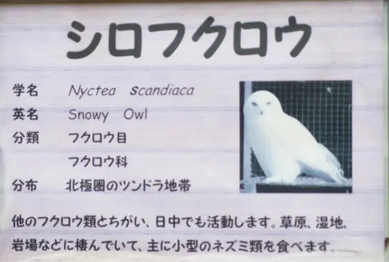 シロフクロウ