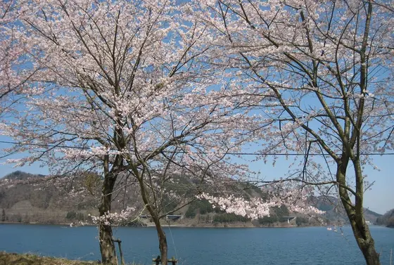 春は桜、秋は紅葉。