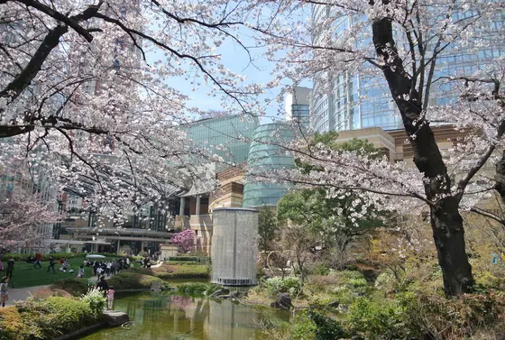 毛利庭園の桜