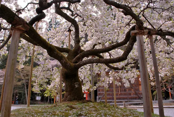 一目見たい「千眼桜」