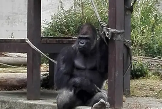話題のイケメンゴリラに会える！