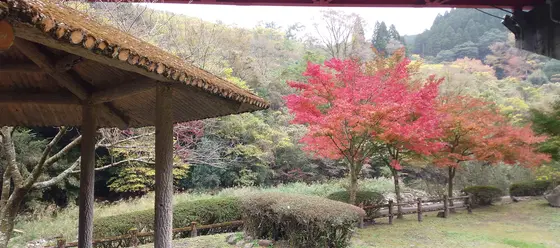 自然豊か