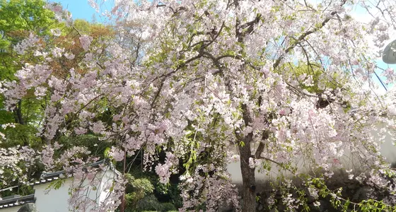 桜が残っていました
