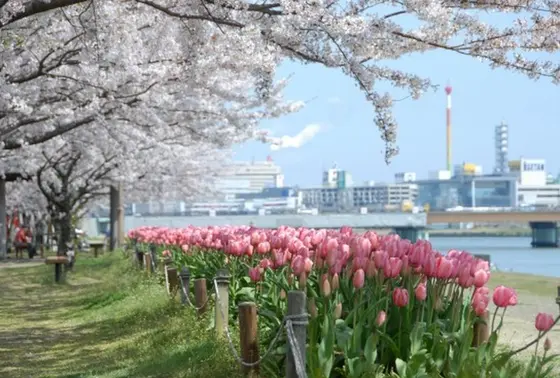 春は桜にチューリップに…！