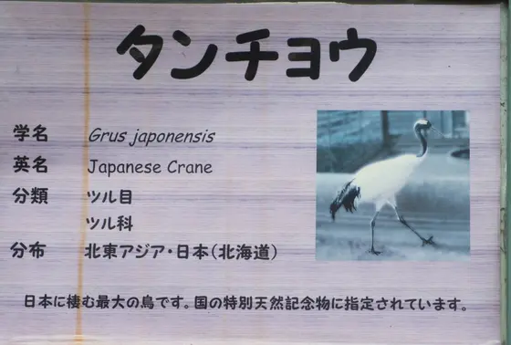 タンチョウ