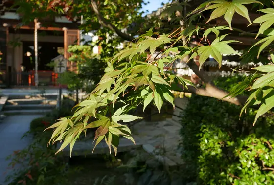 まだ青いような気がする