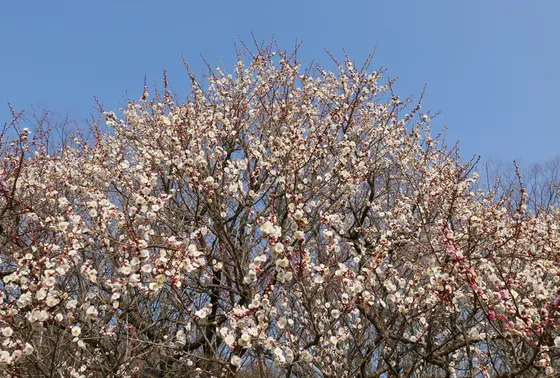 比較的背が高い木が多い