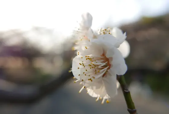 望遠レンズは必須