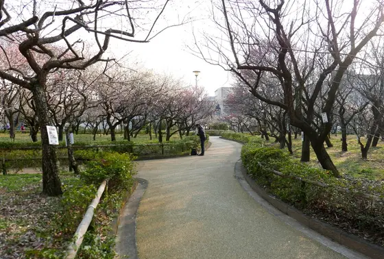 通路の両側は全部梅