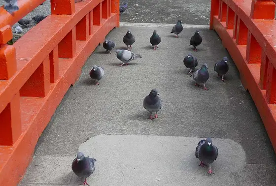 寄ってくるハトが怖い