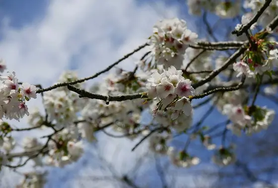 桜ですよね。
