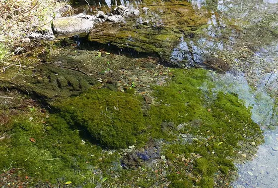 完全に澄んだ水
