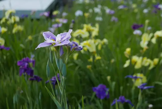 色とりどりの花が咲いてます