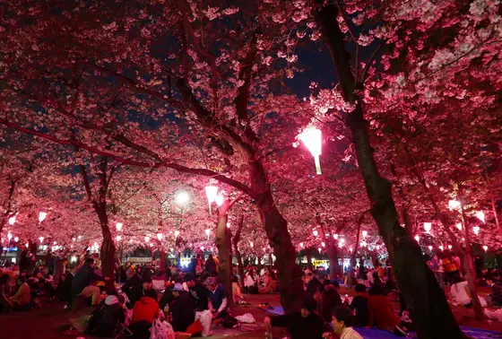 花見本番中