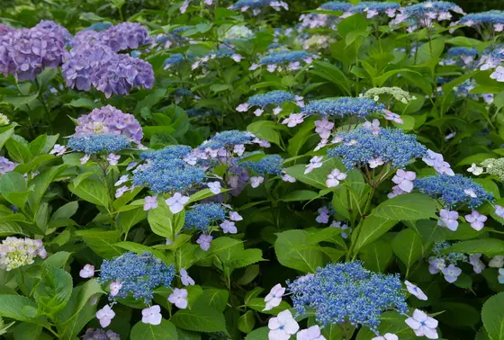 6月は紫陽花のシーズン