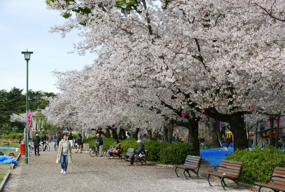 桜のピークには時差がある