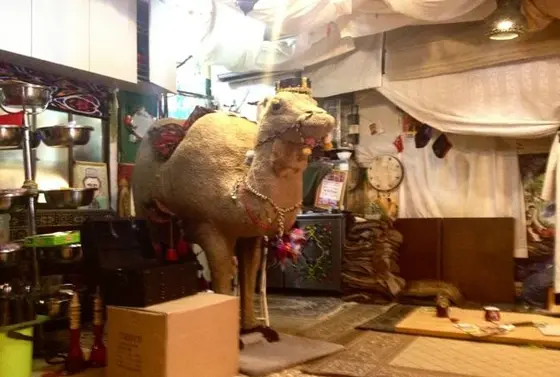 ラクダ？！