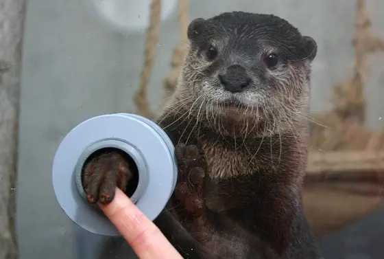 カワウソとのふれあい体験