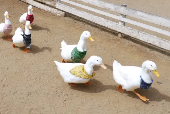 アヒルのレース