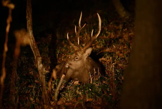 夜行性動物観察