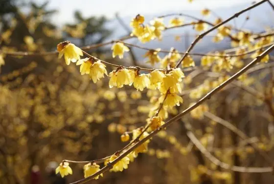 ロウバイの季節が見事なのだとか