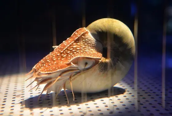 オウムガイ