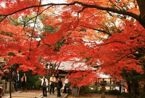 紅葉のトンネル
