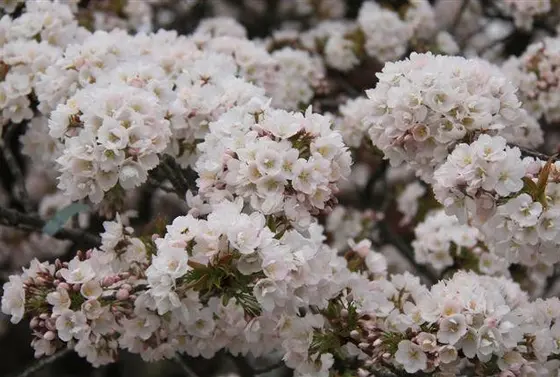 里桜