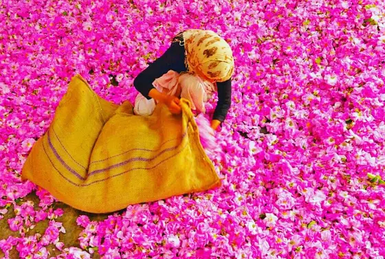 薔薇の絨毯