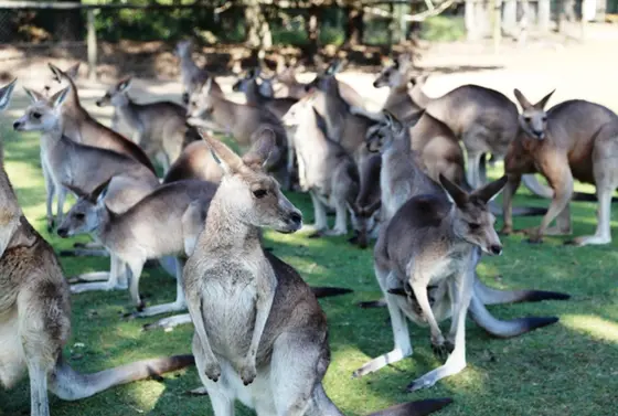 カンガルー広場
