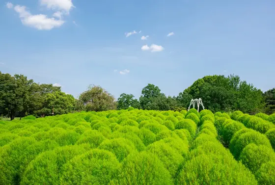 コキア