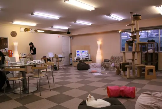店内はねこがいる自遊空間♪